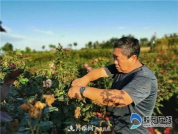 月季很美，兵支書很贊，山東萊州任尚泉走出最美致富路
