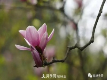 河南南陽南召：玉蘭月季等優(yōu)勢(shì)鄉(xiāng)土花木行情喜人