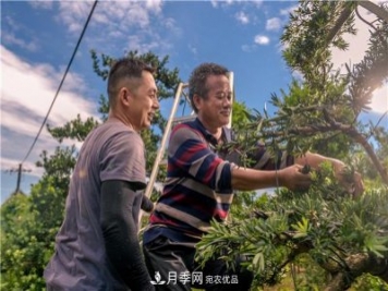 一樹一景，湖南長沙花木造型師的“雙搶”季