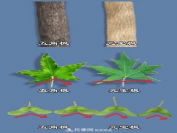 只用一張圖片，讓你馬上分清五角楓和元寶楓的區(qū)別
