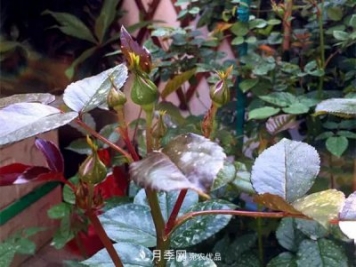 月季的常備藥品有哪些？收好了！
