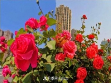 山東濟南歷城區(qū)唐冶西路的樹狀月季花?！懊廊缙G”
