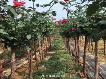 青海樹(shù)狀月季苗圃培育，月季嫁接栽培技術(shù)