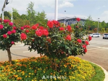 昆明呈貢街頭1487株樹狀月季，月季花開扮靚春城