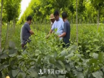 河南商丘男子種苗木，半年?duì)I業(yè)額達(dá)3000萬