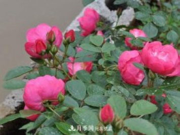 安吉拉月季的優(yōu)缺點是什么？ 如何養(yǎng)殖
