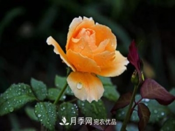 月季花夏天水分蒸發(fā)較，多少天澆次水？