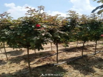 供應(yīng)各種規(guī)格的樹狀月季，樹樁月季，小青桿月季