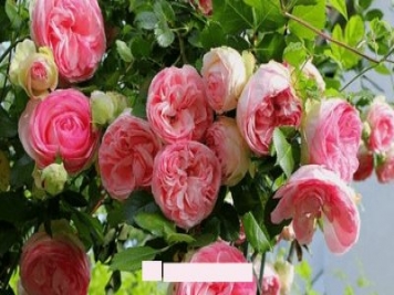 月季花愛(ài)長(zhǎng)個(gè)開(kāi)花多，養(yǎng)上2-3年就成“花墻”，值得擁有