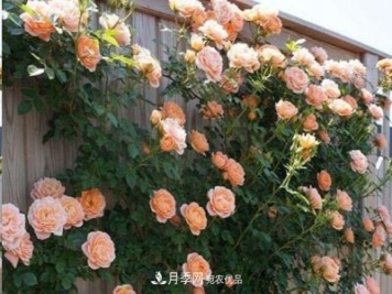 廣東種月季，首選這15種，一年花開10個(gè)月！