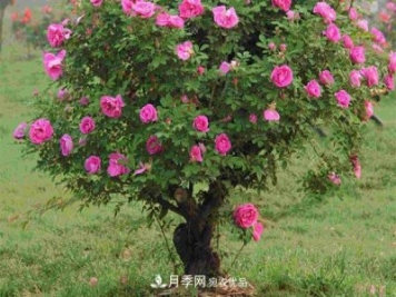 南陽(yáng)香水月季栽培方法