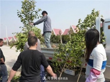 河南鄢陵：花木銷(xiāo)售好于預(yù)期