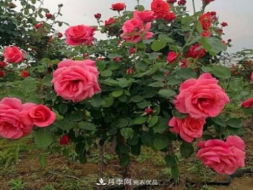 公園樹狀月季，景區(qū)樹狀月季，樹狀月季苗批發(fā)基地