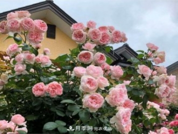 秋天養(yǎng)月季做好4方面，筍芽多開花旺