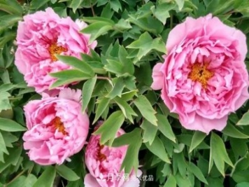 洛陽(yáng)牡丹花種植中的一點(diǎn)小建議，有幫助必看