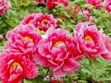 洛陽(yáng)牡丹節(jié)文化源頭，來(lái)自宋代洛陽(yáng)的牡丹情結(jié)