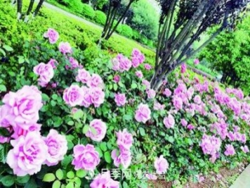 衡陽萬株月季盛放，美了衡州大道