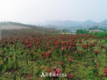 湖北荊門錢場鎮(zhèn)月季產(chǎn)業(yè)蛻變“美麗經(jīng)濟(jì)”