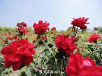 上海松江10萬(wàn)平方米月季小鎮(zhèn)9月底完工，十一等你來(lái)打卡