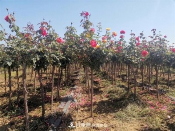河北樹狀月季批發(fā)基地，品種月季產(chǎn)地直供價格表