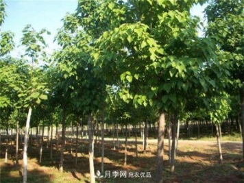 看木王楸樹的歷史，南陽楸樹苗木基地供應