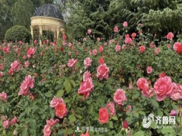 山東濟南網(wǎng)紅打卡地！帶您看姹紫嫣紅的月季花海