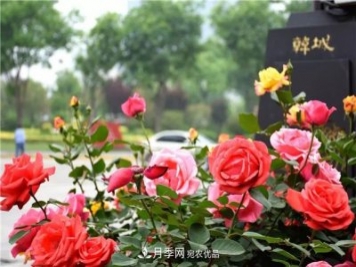 月季之都，陜西韓城市打造月季花海文化名城(相冊(cè))