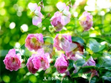 秋天種月季要注意四個(gè)問題，否則難養(yǎng)好