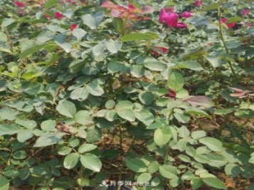 月季苗，月季花，品種齊全暢銷全國市花城市