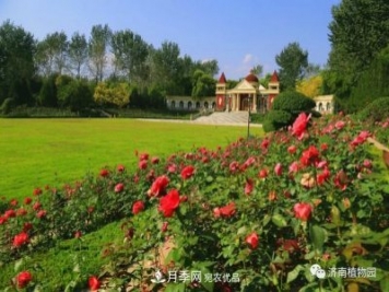 金秋花兒姹紫紅，山東濟南植物園萬株月季與您“約會”佳節(jié)
