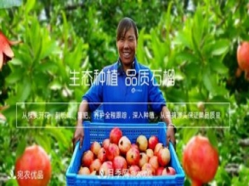 南陽(yáng)淅川萬(wàn)畝突尼斯軟籽石榴基地