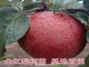 1-3年生全紅梨樹苗方城基地直銷！成活率高價(jià)值突出