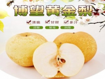 南陽(yáng)方城博望黃金梨2年3年生梨樹苗基地批發(fā)價(jià)格