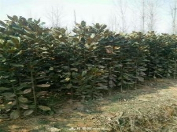 南陽南召玉蘭基地，廣玉蘭苗木繁育技術(shù)分享