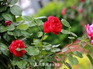南陽市臥龍區(qū)蒲山鎮(zhèn)：月季特色產業(yè)鋪就群眾增收路