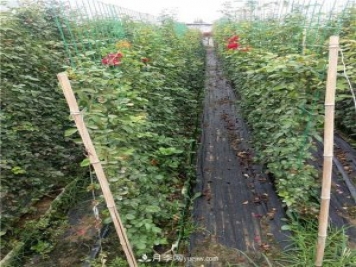 月季網(wǎng)片，藤本造型，月季花墻批發(fā)價格