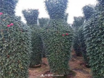 月季花瓶，南陽基地花瓶造型月季批發(fā)價格