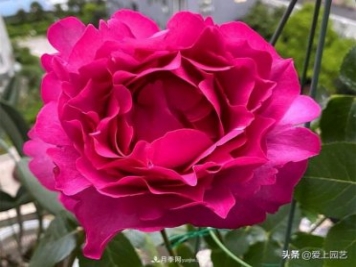 無伊芙不月季，哪種伊芙月季最值得入手？