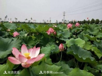 南陽鎮(zhèn)平中原荷花博覽園，一個蓮藕全產(chǎn)業(yè)鏈的南陽樣本