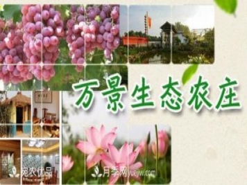 南召縣萬景園林張園園，玉蘭樹苗木創(chuàng)業(yè)造福鄉(xiāng)梓