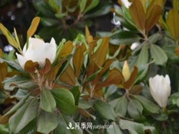 南召縣張德倉，玉蘭苗木大王創(chuàng)業(yè)記