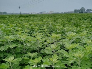 南陽(yáng)艾草種植年產(chǎn)值達(dá)數(shù)億元 宛艾艾根艾苗專(zhuān)供在這里