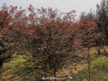 南陽(yáng)紫葉李苗木基地，紫葉李都有哪些優(yōu)點(diǎn)和特點(diǎn)？