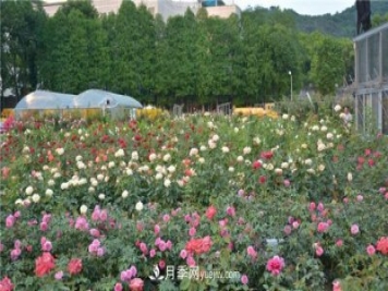 花開華南地區(qū)，哪些月季品種，征服了廣州這片“熱土”？