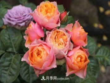 月季長(zhǎng)勢(shì)差，注意這三個(gè)小細(xì)節(jié)，很快就爆盆