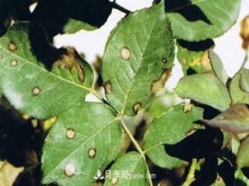 月季炭疽病癥狀、發(fā)病特點(diǎn)及防治方法