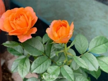 做為一個(gè)養(yǎng)花人，我和宿遷月季的不解之緣