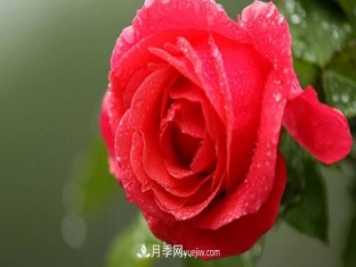 集齊這10種顏色的月季花品種，你就是花界大神，打開(kāi)眼界