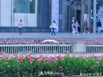 相約金秋，一場(chǎng)月季旋風(fēng)吹遍武漢漢陽三鎮(zhèn)！氣場(chǎng)強(qiáng)大堪比春天