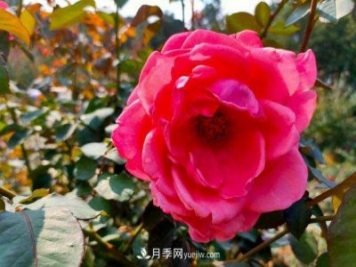 《七絕·月季花》月月飄香月月紅，丹葩弄影笑秋風(fēng)
